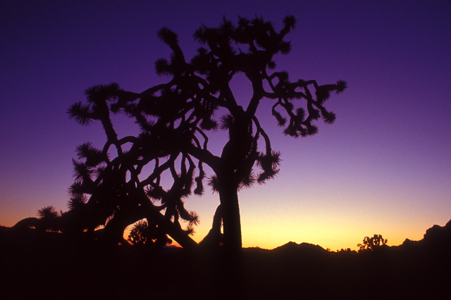 USA90 Joshua Tree Sunset