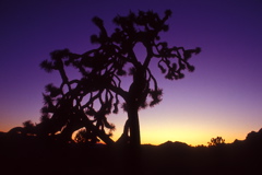 USA90 Joshua Tree Sunset